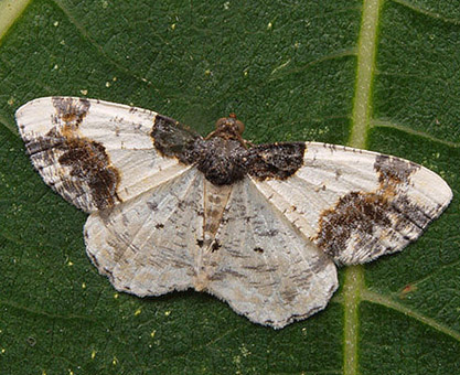 xanthorhoe fluctuata o Idaea rusticata?